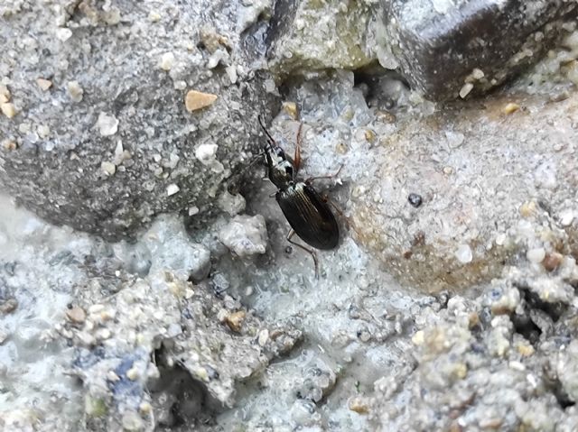 Bembidion 1